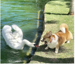COME To The CORGI Club!!!
