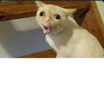 Kitty meow meow cats