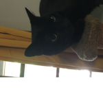 United Black Cats