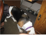 beagle puppy lovers