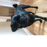The pug squad x ve