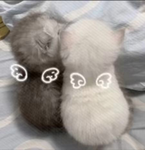 벌꿀