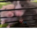 Mousey Milly