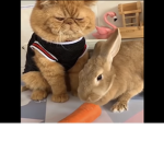 Bunny gang:)