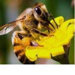 The bee group every kingdom