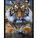 The Animal group c: