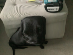 pets community
