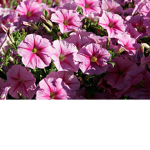 the flowers of hobbies!