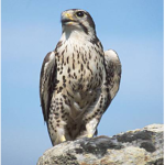House of Falcoñ