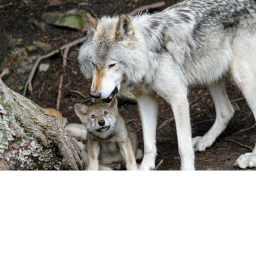 wolf hangout