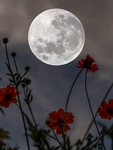 Moonzzzzz