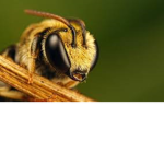 The Buzz Hive