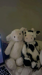 Polor bears