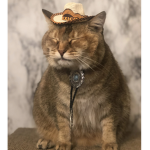 Catzo