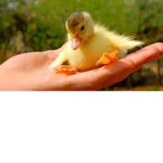 Strawberries and Duckies
