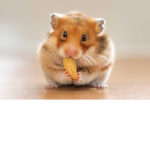 The Hamster Fans