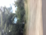 forest faries