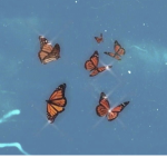 The Butterfly Hive