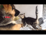 Cat_dogepic