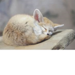The Floofy Fox Army~