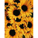 Sunflower Assistances