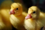 the ducks of robloxiaa