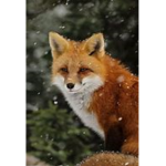 Clan of the Foxes