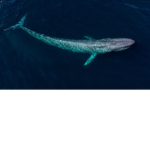 Blue Whalee