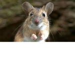 mouse amazment