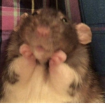 RAT ARMY !!