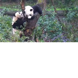 Panda Battle