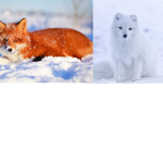 Red Foxes & White Foxes