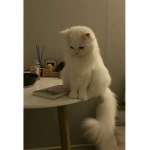 Cutebearplayss