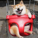 Doge’s be happy