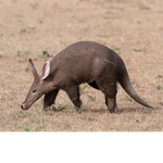 aardvarks are cool i guess
