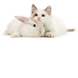 The Cute Fluffy Bunnies and Cats Meeting Game
