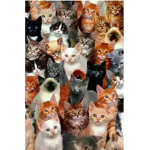 Cat'n'kitten love club