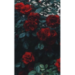 aesthetic lilly <3