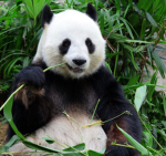 Pandaz_hangout
