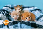 the hum cats