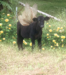 fairy cows