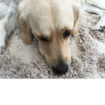 Golden retrievers forever:D