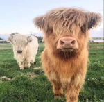 Lucky Highlands Group Thumbnail
