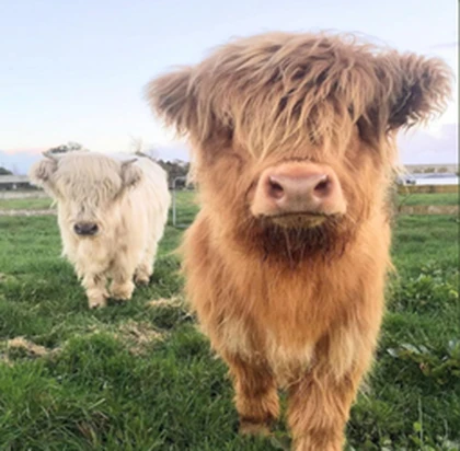 Lucky Highlands Roblox group icon
