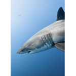 #The shark squad!