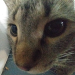 kittyo land