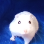 Snowball88