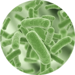 Bacteria!
