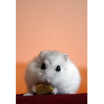 Happy_Guinea pig