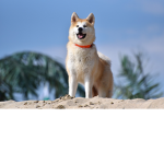 The Group for dog Fans!